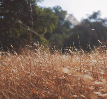 灰熊战胜猛龙，冲击西部前列